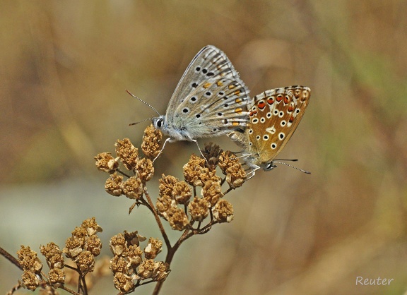 Kleiner Esparsetten-Bläuling (Polyommatus thersites)